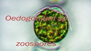 Oedogonium zoospores release [upl. by Goff]