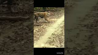 new short tiger rewa riyasat badshah rewarewa [upl. by Valentina193]