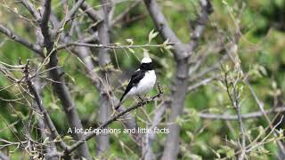 Finschs wheatear or Pied Wheatear x Blackeared Wheatear hybrid in Bulgaria [upl. by Reve532]