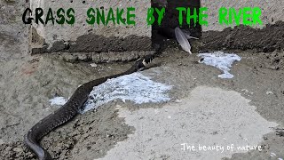 Beautiful snake crawls along the stony bank of a river  a very beautiful grass snake by the water [upl. by Ronoc]