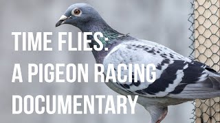 Time Flies A Pigeon Racing Documentary [upl. by Ueih800]