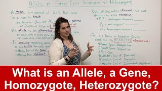 Alleles vs Genes What is an allele Plus HOMOZYGOTE vs HETEROZYGOTE [upl. by Enia667]