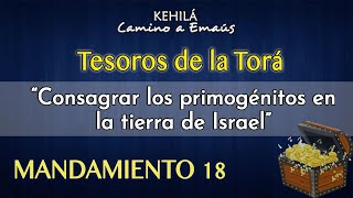 Mandamiento 18  Consagrar los primogénitos en la tierra de Israel [upl. by Erelia]