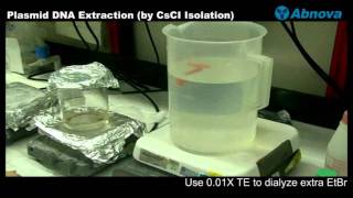 Plasmid DNA Extraction CsCI Isolation [upl. by Ximena278]