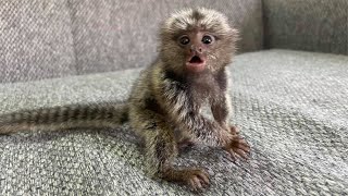 Tiny Adorable Marmoset Monkeys Babies [upl. by Coonan]