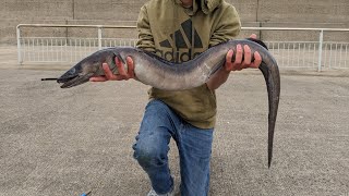 PIER FISHING FOR CONGER EELS  Day Time Conger Fishing [upl. by Ecienaj742]