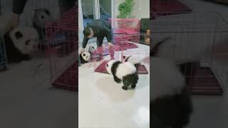 cunyeu fyp dog cute pet thucung cuteanimals funny shorts shortsvideo [upl. by Geanine549]