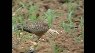 ミフウズラ（1）鳴き声（沖縄）  Barred Buttonquail  Wild Bird  野鳥 動画図鑑 [upl. by Rehpotsihrc]