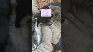 MY KITTENS DAY FUN PLAYING cat catlover petfelienestal [upl. by Leinahtam525]