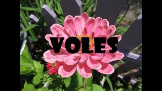 How to Deal with Voles Organically [upl. by Mcdade115]