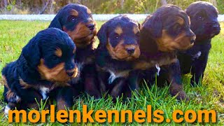 Bernedoodle puppies at 3 weeks old [upl. by Oric121]