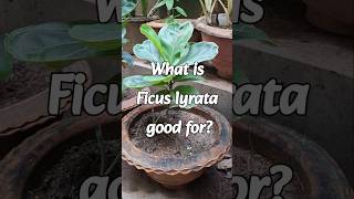 Benifits of Ficus Lyrata [upl. by Oicnerolf]