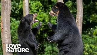 Orphaned Spectacled Bear and Male Form a Heartfelt Bond  Love Nature [upl. by Paulette873]