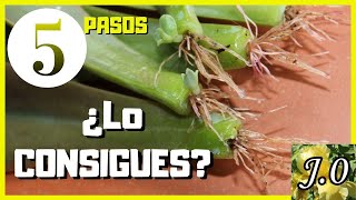 🌵Cómo reproducir suculentas por hojas en 5 PASOS⭐️PARTE 12 [upl. by Shandee398]