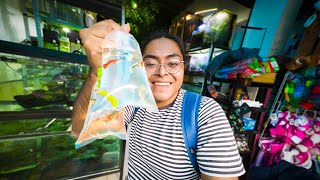 BUSCANDO los GUPPYS mas RAROS en el MERCADO DE PECES Morelos [upl. by Renny]