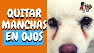 CÓMO ELIMINAR LAS MANCHAS EN LOS OJOS DE TU PERROQUITAR MANCHAS MARRONES POR LAS LÁGRIMAS [upl. by Hajidak134]