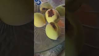 These birds are pissing me off🤦peaches birds love fruit homegrown shorts viral [upl. by Grega]