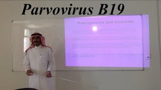 Parvoviruses and Parvovirus B19 [upl. by Noyar]