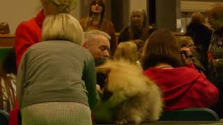 Crufts 2018 Pekingese Puppy Dog Class [upl. by Yorel]