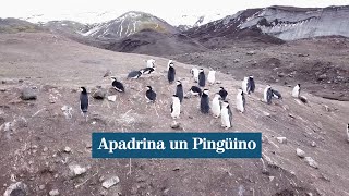 El Ejército de Tierra lanza una campaña para apadrina pingüinos de la Antártida [upl. by Jerman]