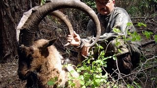 Bezoar Ibex Hunting in Turkey  Teke Avı  Recep Ecer [upl. by Aniela]