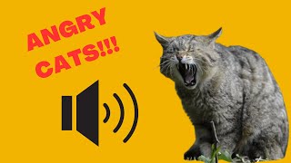 Angry Cats with Sound Effects  Angry and Grumpy Cat Sounds and Noises Hissing Fighting Cats [upl. by Asiluy]