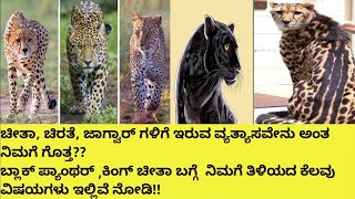 Differences between Cheetah Leopard Jaguars in Kannada  ಚೀತಾ ಚಿರತೆ ಜಾಗ್ವಾರ್ BIOWEB [upl. by Htidirrem]