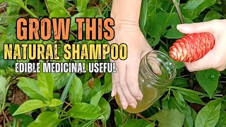 Why You Should Grow Awapuhi “Shampoo” Ginger [upl. by Carole]