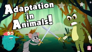 ANIMALS ADAPTATION  How Adaptation In Animals Work  The Dr Binocs Show  Peekaboo Kidz [upl. by Alwin]