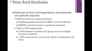 126Overview of Fatty Acid Synthesis amp Transport [upl. by Leann511]