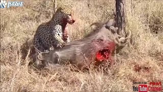 Leopard Eating Wild Boar Alive  Most Intense Leopard Attacks [upl. by Obala]