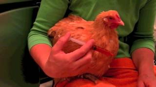 How To Give A Chicken Medicine [upl. by Hgierb]