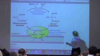 Lipid Metabolism Fat Transport in the Body [upl. by Moshell]