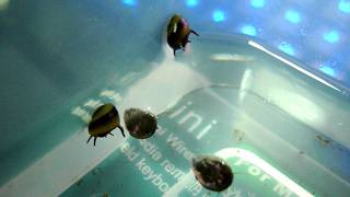 Horned Nerite Snails quotwalkingquot beneath the water surface [upl. by Crane593]