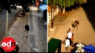 ‘Fast and Furious’ Chinese Ostrich Runs Wild after Escape from Visitors [upl. by Anilef104]