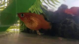 My Platy Fish Giving Birth [upl. by Thom]