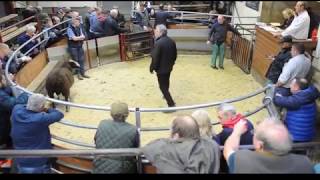 Holmfirth Auction Mart 23rd July 2019 [upl. by Mikeb334]