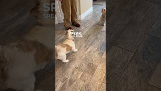 Dolly and Mojo the Dog with tricks to teach your dogs 🐶 short Dog Training [upl. by Ecnarf560]