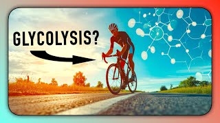 Glycolysis Explained What Why and How for Athletes 🦠 [upl. by Bernardine]