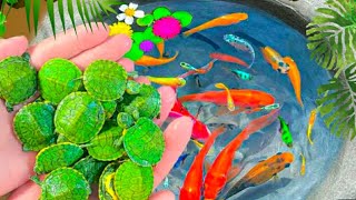 Catch Nests Of Catfish In Eggs Koi Guppy Fish Betta fish Neon Fish Zebra Fish  Video Fishing [upl. by Dnumyar]