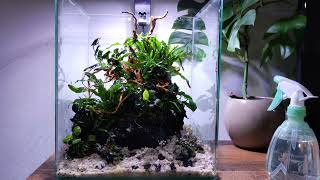 Dennerle nano cube 30l shrimp island aquascape [upl. by Eedoj]