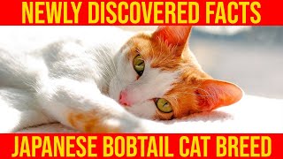 10 New Discovered Facts About Japanese Bobtail Cat Breed All Cats [upl. by Stead]