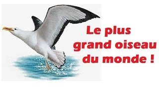 LE PLUS GRAND OISEAU DU MONDE RECORD DU MONDE [upl. by Celie]