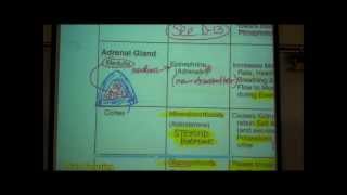 ANATOMY ENDOCRINE SYSTEM by Professor Fink [upl. by Burley]