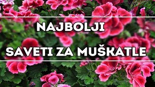 Saveti da muškatle budu bujnezdrave i cvetaju kao lude [upl. by Melise]