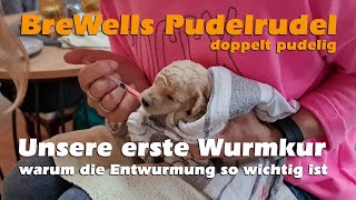 Zwergpudel  Unsere erste Wurmkur  warum die Wurmkur bei Welpen so wichtig ist [upl. by Joab]