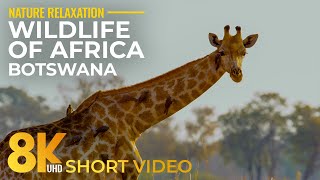 8K HDR Wildlife of Okavango Delta amp Nxai Pan National Park  Short Animal Film [upl. by Rimma]