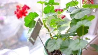 Pelargoner  Övervintra och vinterföra dina pelargoner skötsel [upl. by Zabrine]