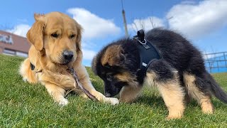 Day in the Life of a German Shepherd Puppy and Golden Retriever [upl. by Azilef98]