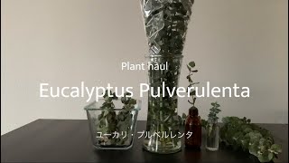 【Eucalyptus Pulverulenta】Baby Blue Florist Silver Dollar ユーカリ・プルベルレンタ ベイビーブルーシルバーダラー [upl. by Aicissej]